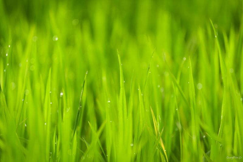 grass
